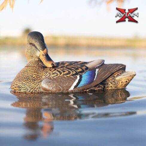 Avian-X Power Shaker Mallard Drake Preener Floating Duck Decoy - Durable Foam-Filled Realistic Lifelike Waterfowl Hunting Motion Decoy in Kuwait