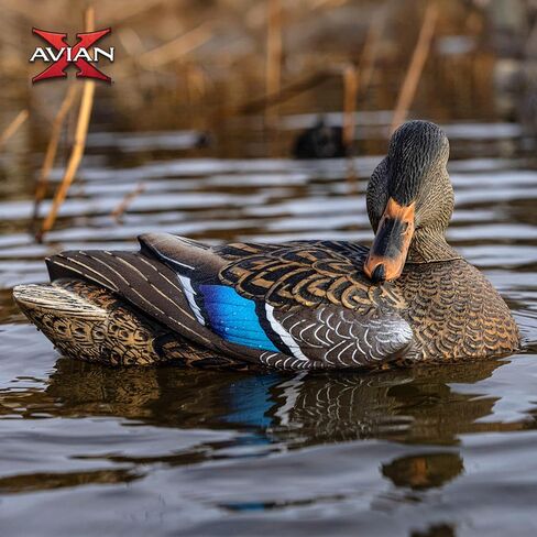 Avian-X Power Shaker Mallard Drake Preener Floating Duck Decoy - Durable Foam-Filled Realistic Lifelike Waterfowl Hunting Motion Decoy in Kuwait