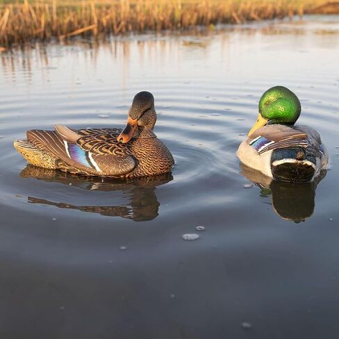 Avian-X Power Shaker Mallard Drake Preener Floating Duck Decoy - Durable Foam-Filled Realistic Lifelike Waterfowl Hunting Motion Decoy in Kuwait