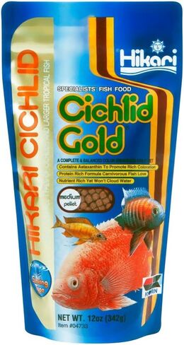 غرق الذهب cichlid in Saudi Arabia