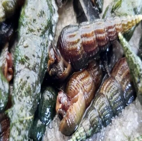 عظم البعوض البوق القواقع عذبة المياه العذبة حوض السمك جراد البحر craydad مغذيات الأسماك in Kuwait
