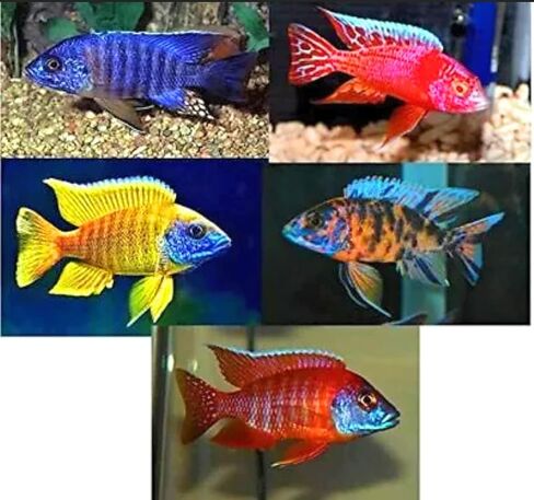 Family of (5) African Cichlids 2" Live Tropical Fish Assorted Alonocara Peacock Cichlid Fish in Saudi Arabia