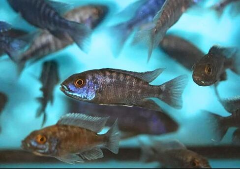Family of (5) African Cichlids 2" Live Tropical Fish Assorted Alonocara Peacock Cichlid Fish in Saudi Arabia