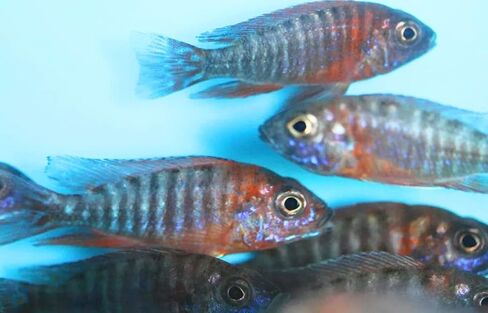 Family of (5) African Cichlids 2" Live Tropical Fish Assorted Alonocara Peacock Cichlid Fish in Saudi Arabia