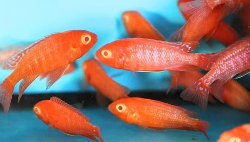 Family of (5) African Cichlids 2" Live Tropical Fish Assorted Alonocara Peacock Cichlid Fish in Saudi Arabia