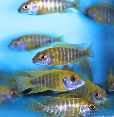 Family of (5) African Cichlids 2" Live Tropical Fish Assorted Alonocara Peacock Cichlid Fish in Saudi Arabia