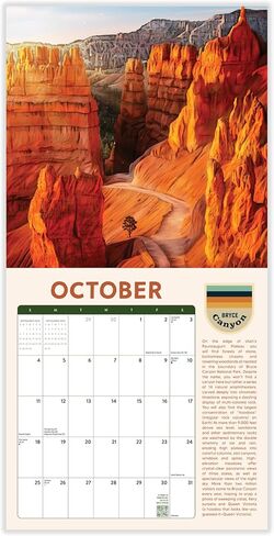 Night Forest 2026 | 12" x 24" Mystical Nature Calendar 12 Month | Marble City Press | Illustrations, Kids Calendars, Cute Animals, Gift for Children | 2026-2027 Calendar | Small Family Owned Business | Sustainable Plastic Free Packaging, Thick Art Paper in Kuwait