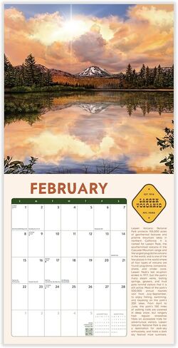 Night Forest 2026 | 12" x 24" Mystical Nature Calendar 12 Month | Marble City Press | Illustrations, Kids Calendars, Cute Animals, Gift for Children | 2026-2027 Calendar | Small Family Owned Business | Sustainable Plastic Free Packaging, Thick Art Paper in Kuwait