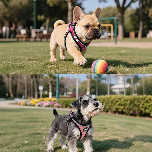 Service Dog Harness Vest Set Emotional Support Small Size Dog- 6PCS Removable Patches -Mesh Puppy Harness and Leash Set Training Red- M in Saudi Arabia