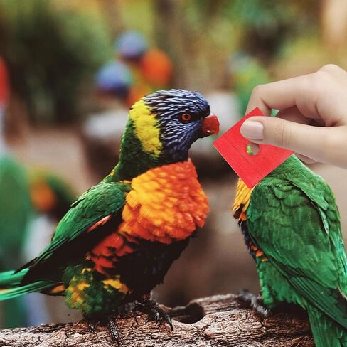 100pcs Bite Toy Wood Pieces for Pets Assorted Color Chew Toys Perfect for Birds and Small Animals in Saudi Arabia