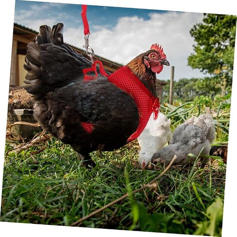 Garneck 2sets Pet Chicken Carrier Carier Carice Twiber Adosting Rooster Costume Vest Hen Leash in Saudi Arabia