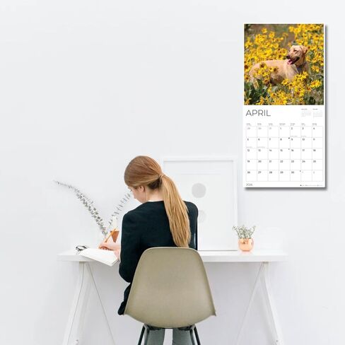 2026 Wall Calendar 12 Month | 12" x 24" Open | Dog Photography Thick & Sturdy Paper for Organizing & Planning | Office Kitchen Decor or Gift | Pacific Waters Press (Chihuahua) in Kuwait