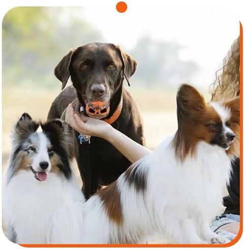 لعبة Halloween Pumpkin Dog Toy ، ألعاب الكلاب اليقطين ، كرة الكلاب الشديدة ، كرات الكلاب للمضغّة العدوانية ولعب الكرة الشائك للمضغ العدوانيين in Saudi Arabia