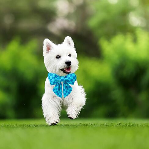 Maca Bates Summer Cute Duck Dog Collar with Bow Tie Funny Ducky Puppy Bowtie Collars Adjustable Durable Breakaway Green Fun Fancy Thick Collar for Boy Girl Male Female Dogs,Medium in Kuwait