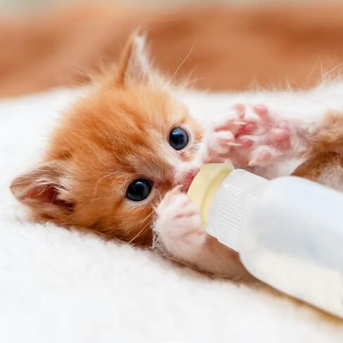 Pet Nursing Bottle Kits, Reusable Feeding Bottle and Syringes, with Replacement Silicone Nipple and Cleaning Brushe, for Small Cat Dog Kitten Puppy Rabbits Squirrel Animals in Saudi Arabia