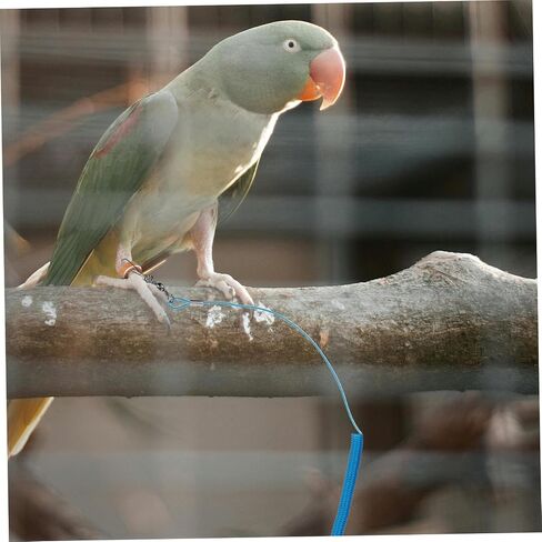 Ganazono 2pcs parrot Bird Flying Rope Leg Ring Training Leash for Pet Birds Safety in Kuwait