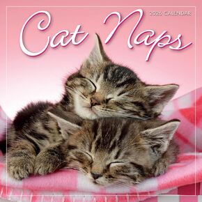 Cat Naps 2026 Mini Wall Calendar ، Put و Function Cat Photography ، 7 "× 7" in Kuwait