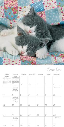 Cat Naps 2026 Mini Wall Calendar ، Put و Function Cat Photography ، 7 "× 7" in Kuwait