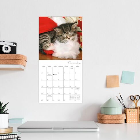 Cat Naps 2026 Mini Wall Calendar ، Put و Function Cat Photography ، 7 "× 7" in Kuwait