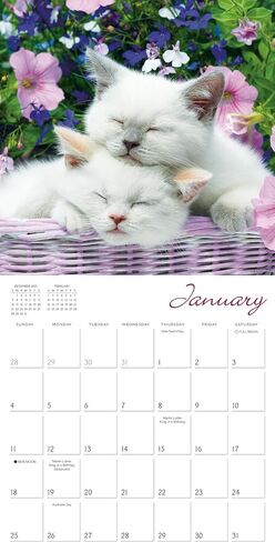 Dogma 2026 Wall Calendar: A Dog's Guide to Life by Ron Schmidt, 12" x 12", Monthly Calendar 2026 with Large Grids for Office or Home, Includes 2025 Bonus Months Sept to Dec in Saudi Arabia
