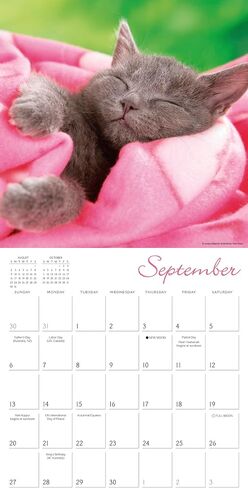 Dogma 2026 Wall Calendar: A Dog's Guide to Life by Ron Schmidt, 12" x 12", Monthly Calendar 2026 with Large Grids for Office or Home, Includes 2025 Bonus Months Sept to Dec in Saudi Arabia