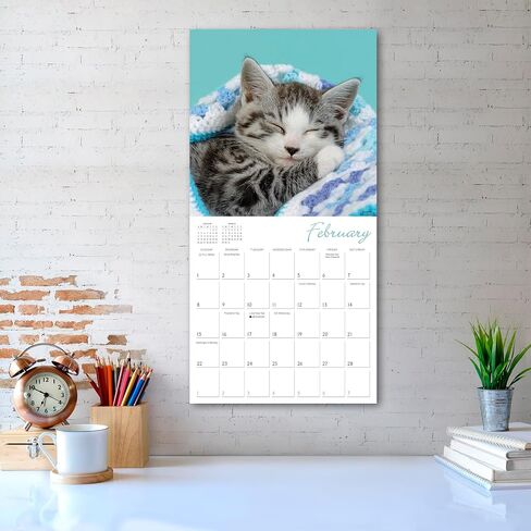 Dogma 2026 Wall Calendar: A Dog's Guide to Life by Ron Schmidt, 12" x 12", Monthly Calendar 2026 with Large Grids for Office or Home, Includes 2025 Bonus Months Sept to Dec in Saudi Arabia