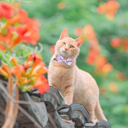 2 Pack Breakaway Cat Collar with Bow Tie Bell, Cute Rainbow Butterfly Pattern Bowtie Collars Soft Kitten Collar Adjustable Safety Summer Collars for Male Female Cats in Saudi Arabia