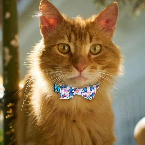 2 Pack Breakaway Cat Collar with Bow Tie Bell, Cute Rainbow Butterfly Pattern Bowtie Collars Soft Kitten Collar Adjustable Safety Summer Collars for Male Female Cats in Saudi Arabia