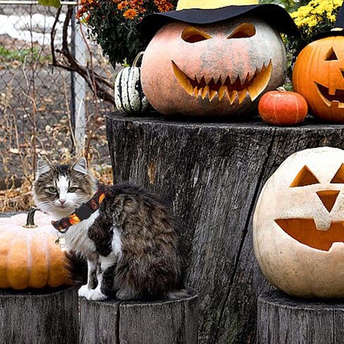 أنيقة Little Tail Halloween Cat Cat-2 Pack Pumpkin Prumber Cotton Cotton Catway Cat مع جرس قلادة هريرة الصبي الفتاة طوق قابل للتعديل للقطط الصغيرة جرو in Saudi Arabia