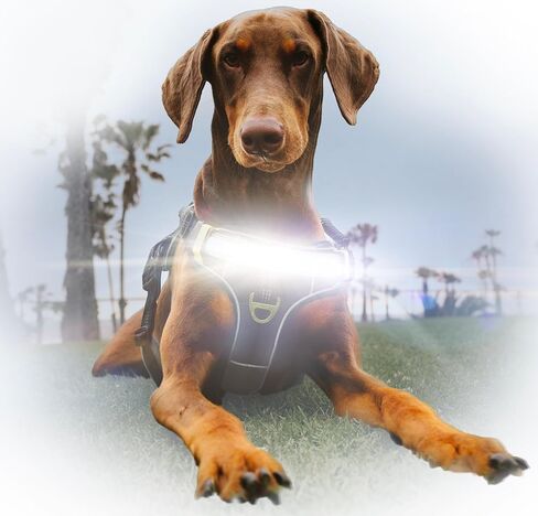 Lumi One LED Dog Harness من أجل الرؤية الليلية والسلامة ، براءات الاختراع المعلقة-سترة الكلب عالية الوضوح مع 1000 LUMEN LED ، بطارية قابلة للشحن ، ملاءمة قابلة للتعديل ، تقليم عاكس (أسود ، كبير) in Saudi Arabia