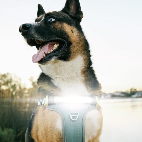 Lumi One LED Dog Harness من أجل الرؤية الليلية والسلامة ، براءات الاختراع المعلقة-سترة الكلب عالية الوضوح مع 1000 LUMEN LED ، بطارية قابلة للشحن ، ملاءمة قابلة للتعديل ، تقليم عاكس (أسود ، كبير) in Saudi Arabia
