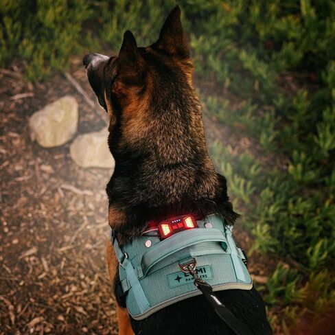 Lumi One LED Dog Harness من أجل الرؤية الليلية والسلامة ، براءات الاختراع المعلقة-سترة الكلب عالية الوضوح مع 1000 LUMEN LED ، بطارية قابلة للشحن ، ملاءمة قابلة للتعديل ، تقليم عاكس (أسود ، كبير) in Saudi Arabia
