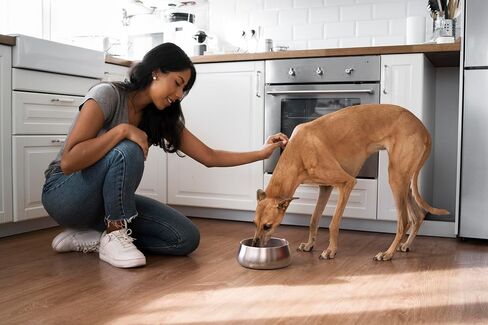 Dog Bowl - Weighted Stainless Steel Dog Bowl with Non-Slip Base - Portable Metal Food and Water Bowls for Dogs - Pet Bowls for All Breeds Sizes for Travel & Outdoor Play - 32oz | Cobalt in Saudi Arabia