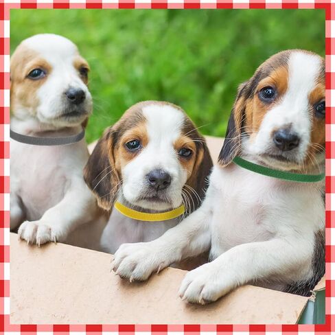 45 PCS Puppy Whelping Awdlars ، طوق جرو على الوجهين معرفات الهوية القابلة للتعديل من جديد in Kuwait