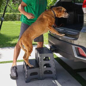 Bee Neat 2 Step Folding Step Stool for Your Dog or Pet - Indoor Outdoor Foldable Pet Stairs Ideal for High Bed, Car, SUV & More – Collapsible Step Stool Ladder Supports 200lbs