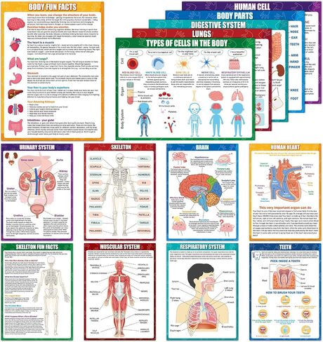 14Pcs Human Anatomy Posters Educational Learn Body Parts physiology study charts Wall Art Print Classroom Decorations for Kids Primary Middle High School Curriculum Homeschool Activity 11 x 14.7 In in Saudi Arabia