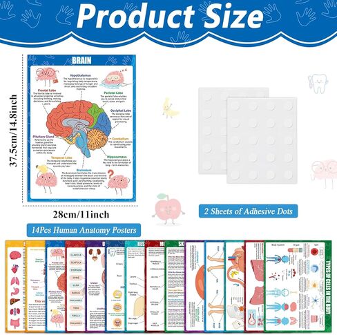 14Pcs Human Anatomy Posters Educational Learn Body Parts physiology study charts Wall Art Print Classroom Decorations for Kids Primary Middle High School Curriculum Homeschool Activity 11 x 14.7 In in Saudi Arabia