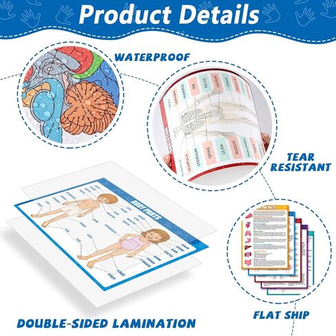 14Pcs Human Anatomy Posters Educational Learn Body Parts physiology study charts Wall Art Print Classroom Decorations for Kids Primary Middle High School Curriculum Homeschool Activity 11 x 14.7 In in Saudi Arabia