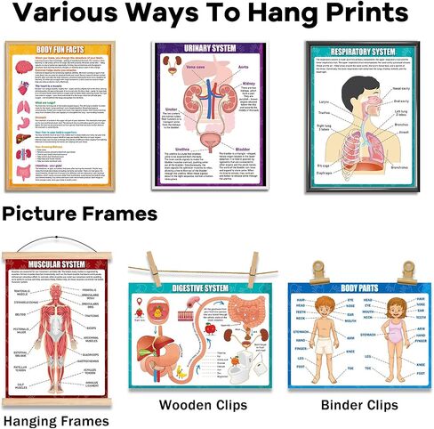 14Pcs Human Anatomy Posters Educational Learn Body Parts physiology study charts Wall Art Print Classroom Decorations for Kids Primary Middle High School Curriculum Homeschool Activity 11 x 14.7 In in Saudi Arabia