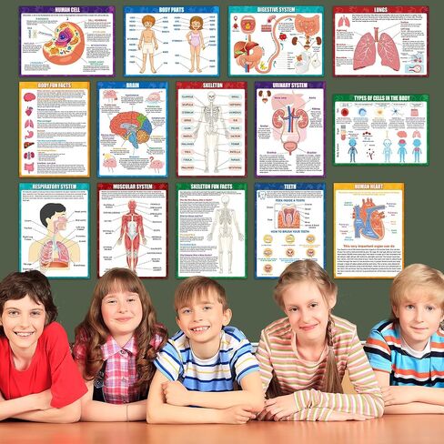 14Pcs Human Anatomy Posters Educational Learn Body Parts physiology study charts Wall Art Print Classroom Decorations for Kids Primary Middle High School Curriculum Homeschool Activity 11 x 14.7 In in Saudi Arabia