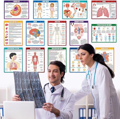 14Pcs Human Anatomy Posters Educational Learn Body Parts physiology study charts Wall Art Print Classroom Decorations for Kids Primary Middle High School Curriculum Homeschool Activity 11 x 14.7 In in Saudi Arabia