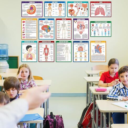 14Pcs Human Anatomy Posters Educational Learn Body Parts physiology study charts Wall Art Print Classroom Decorations for Kids Primary Middle High School Curriculum Homeschool Activity 11 x 14.7 In in Saudi Arabia