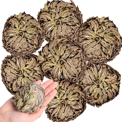 7 Pack Rose of Jericho Dried Plants - Rosa de Jerico Original, Dried Fern Like Scale Leaf Prayer Plants for Spiritual Purification, Home Decor in Saudi Arabia