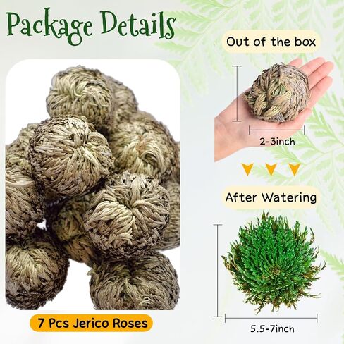 7 Pack Rose of Jericho Dried Plants - Rosa de Jerico Original, Dried Fern Like Scale Leaf Prayer Plants for Spiritual Purification, Home Decor in Saudi Arabia