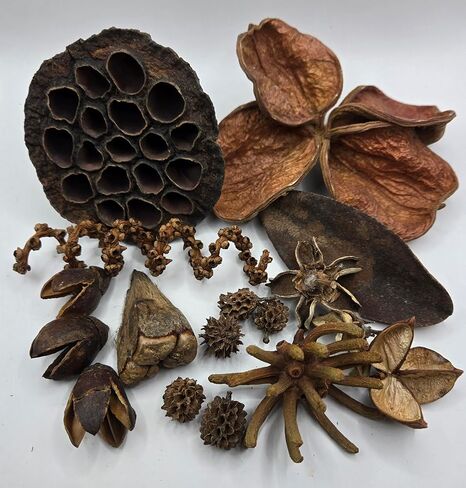 NaturePods قرون البذور المجففة الطبيعية ومجموعة النباتات ، Dart Frog Vivarium ، ديكور تيراريوم مختلط ، عناصر زخرفية خزان الحوض in Kuwait
