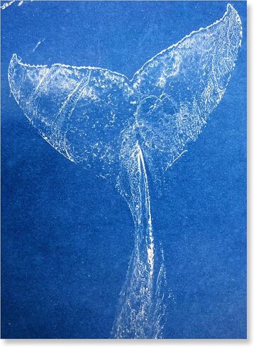 urekago cyanotype paper kit (8 "× 10") | 10 صفائح مسبقة مسبقًا ، 40 ملصقًا أزهارًا ، بطاقة فهرس الأشعة فوق البنفسجية ، حالة صافية صعبة ، قفاز ، تعليمي كرتون ، مظروف من الورق المقوى القابل لإعادة الاستخدام in Saudi Arabia