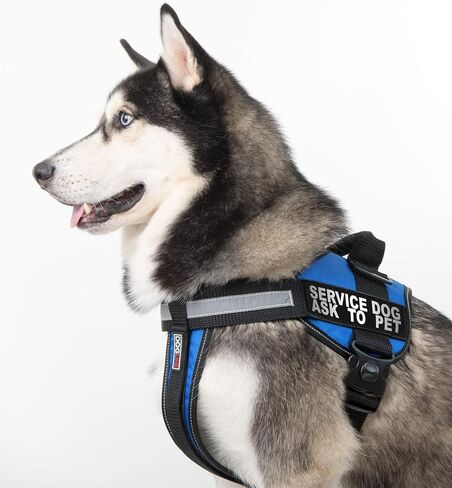 Dogline Service Dog اطلب من بقع سترة الحيوانات الأليفة-خدمة قابلة للإزالة ، اطلب من Pet Patch 2 عبوة مع رسائل مطبوعة عاكسة لدعم ذرة سترة كلاب أو حجم المقود C (2 "× 6") in Kuwait