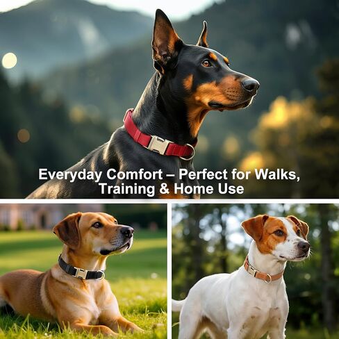 Plutus Pet Leature Leather Cog Collar-طوق للحيوانات الأليفة القابلة للتعديل مع مشبك معدني سريع إطلاقه ، جلد حقيقي ناعم للكلاب الكبيرة المتوسطة الكبيرة ، والخدمة الشديدة الصديقة للبشرة (بني فاتح ، XS) in Kuwait