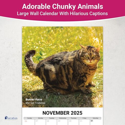 Super Cute and Hilarious 18 Month Chunky Animals Wall Calendar 2025-2026. Big 12x12 Inch Novelty Gift for Men and Women. Funny Stocking Stuffer, Office Decor, or White Elephant Idea for Animal Lovers in Saudi Arabia