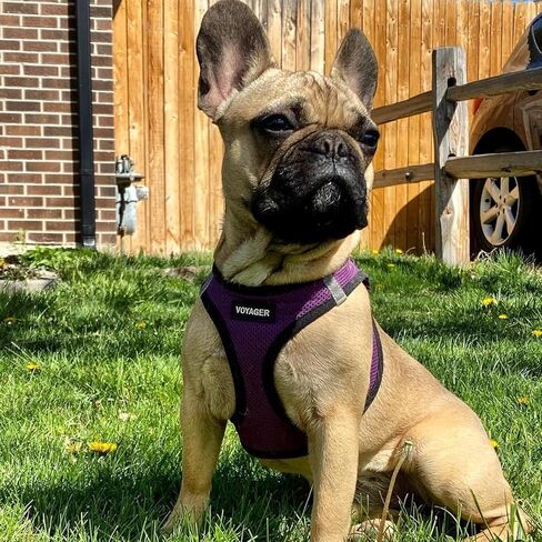 Voyager Step-in Air Dog Harness - All Weather Mesh, Reflective, No Pull Harness for Small, Medium Dogs, Cats - Secure with Hook & Loop Fastener, Buckle, Double D-Rings - Purple/Black Trim, XS in Saudi Arabia